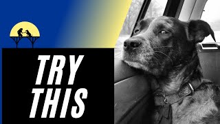 How to Alleviate Dog Car Anxiety