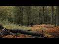 Barbara Morgenstern Nevertheless The Music Official Video