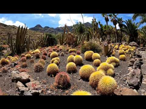 GC- Kaktus Park Cactualdea in Calle Tocodomán Gran Canaria mit der GS 04.2021