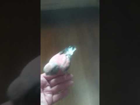 Dexter the Bourkie tries to steal all the popcorn!