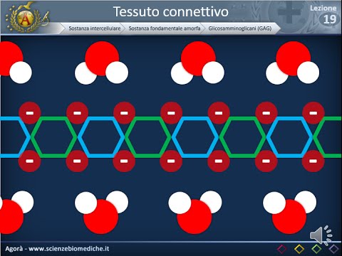 Istologia 19 - Sostanza fondamentale amorfa