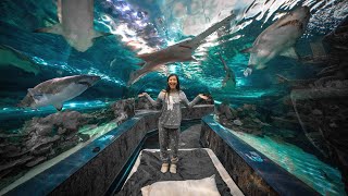 WE SLEPT WITH SHARKS (overnight in an aquarium)