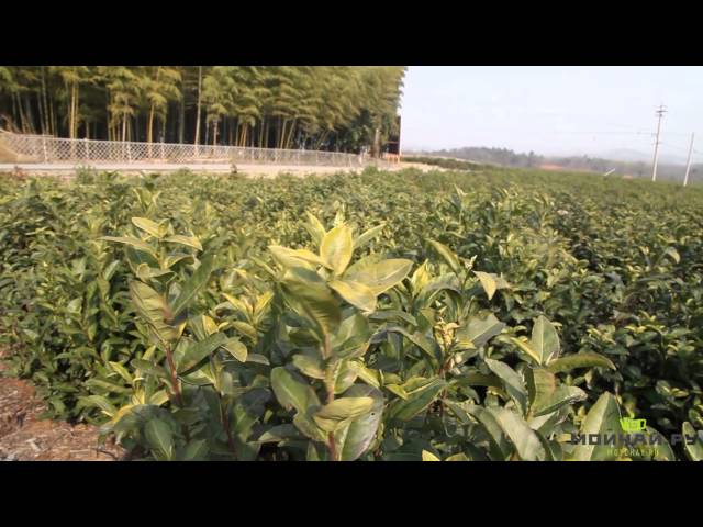 Исинская керамика. Yixing Ceramics. Часть 7 Экология Китая