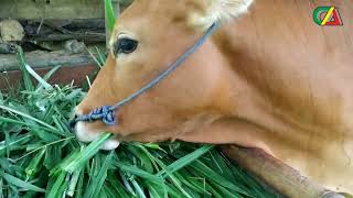 Download lagu ASMR - Sapi Makan Rumput mp3