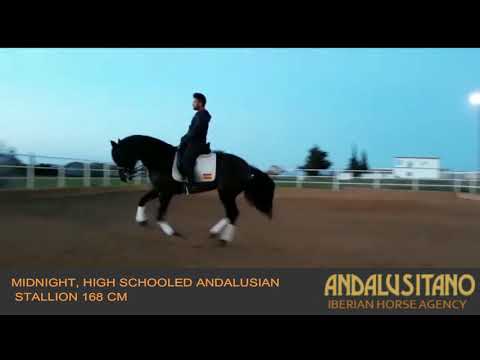 Midnight, handsome black Andalusian Stallion, 168cm