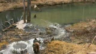 preview picture of video 'Bardstown sewer overflow 3pm 3/08/09'