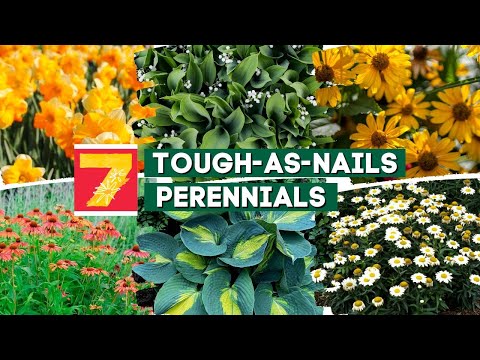 No Green Thumb Needed: 7 Tough-as-Nails Perennials! 🏆🌺🌼