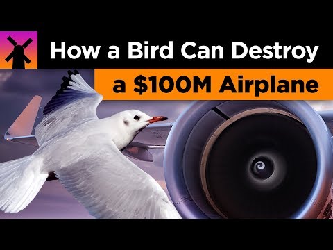 一隻鳥如何毀掉一架價值1億美元的飛機？ (How a Bird Can Destroy a $100 Million Airplane)