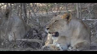 Untitled Blues / Sunlit Cross / Luke Roberts