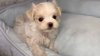 マルチーズの動画01