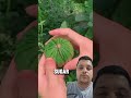 Mini Watermelon The Small Fruit That Conquers The Taste Buds