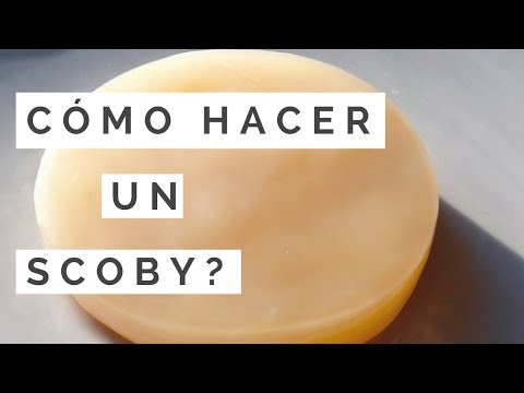 download lagu mp3 mp4 Como Hacer Scoby Para Kombucha, download lagu Como Hacer Scoby Para Kombucha gratis, unduh video klip Como Hacer Scoby Para Kombucha