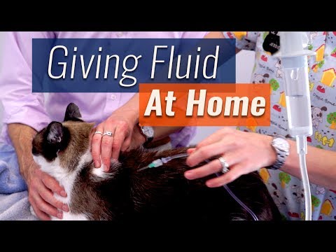 How to Give Subcutaneous Fluids At Home - Demonstration & Checklist