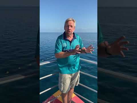 Coral Spawning at Agincourt Reef with Dr Glen