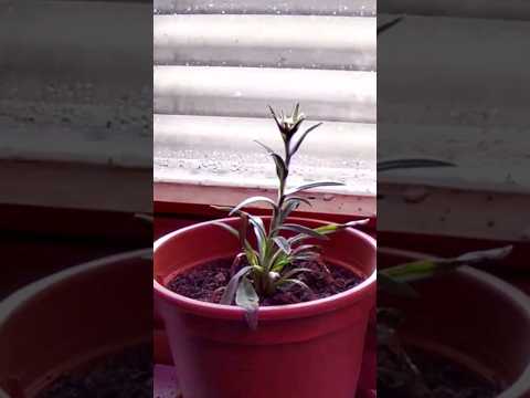 アルパインエーデルワイス 植物