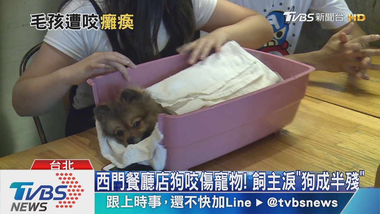 飼主喊告!西門町「名餐廳店狗」 咬癱客寵物