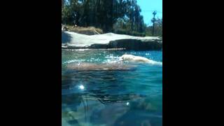 Amazing footage of the polar bears at San Diego zo