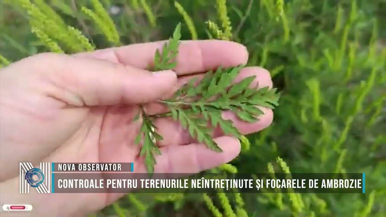 Controale pentru terenurile neîntreținute și focarele de ambrozie