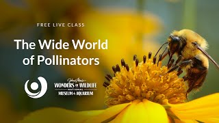 Varsity Tutors' StarCourse - The Wide World of Pollinators with Wonders of Wildlife