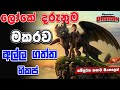 මකරු කියන්නේ දරුණු සත්තු නෙමේ How To Train Your Dr