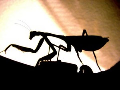 Sindian - Mantis Order (2013)