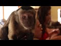 PARODIA DE CHAMBEA (BAD BUNNY) | POLLITO PIO PARODIA DE CHAMBEA (BAD BUNNY) | POLLITO PIO