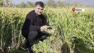 Konuralp Pirincinde Damlama Sulama Bereketi