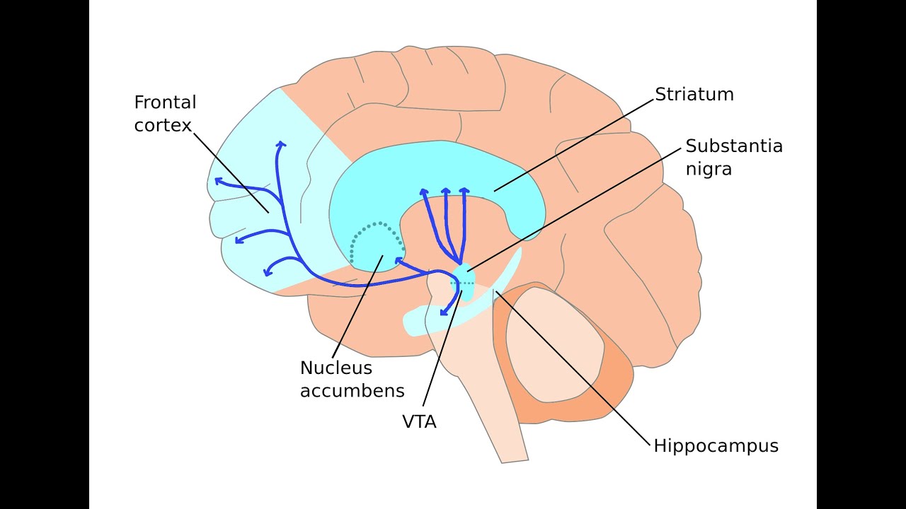 SCHIZOPHRENIA DOPAMINE HYPOTHESIS