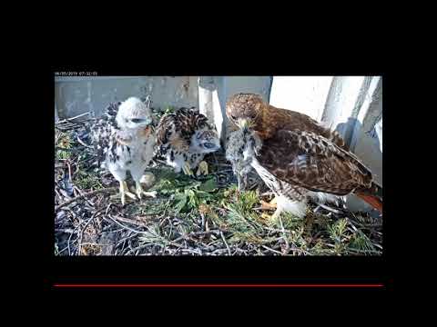 Syracuse Hawks Feeding Time 06-05-2019