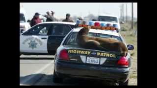 California Highway Patrol.