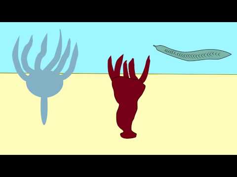 カンブリア紀の脊椎動物の祖先の可能性