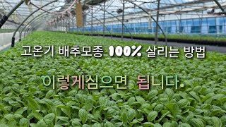 배추농사 한여름 폭염에  안 죽이고 잘 살리는 방법.