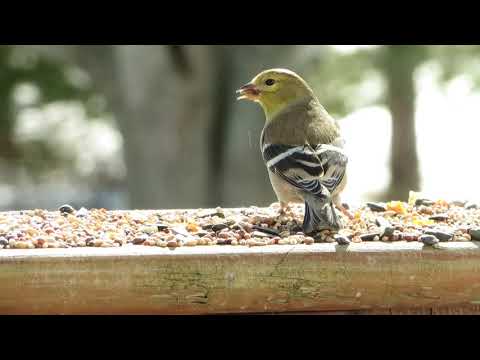 American Goldfinches in Late Winter