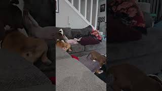 Video preview image #1 Labrador Retriever-Unknown Mix Puppy For Sale in The Woodlands, TX, USA