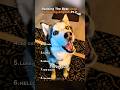 Ranking The Best Dogs Speaking English Part 2