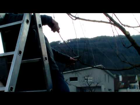 Schneiden im Garten 2011 - Apfelhochstamm Wildmauser 4v6