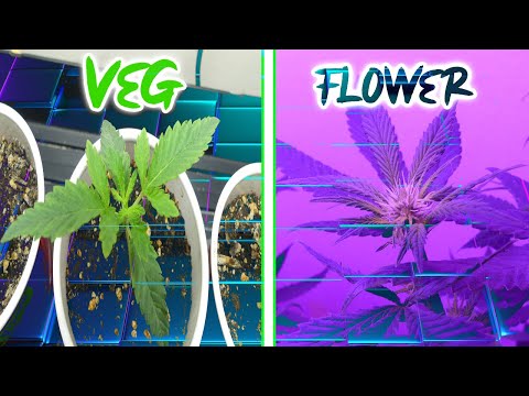 Veg + Flower Update! - John McDoogle Grows