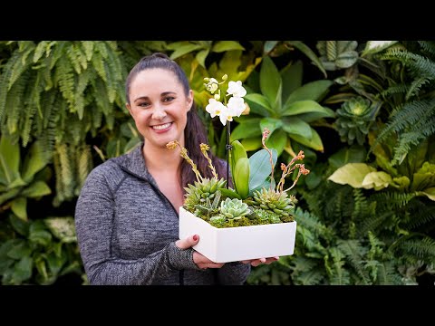 YouTube video about: Can you plant orchids with succulents?