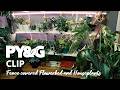 Fence Covered Flowerbed And Houseplants The Plant Addict Prairie Yard Garden 3905