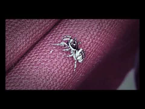 Thomas Friendly Spider - Yyyyhhhhhyyyy 🤔🕸️🕷️