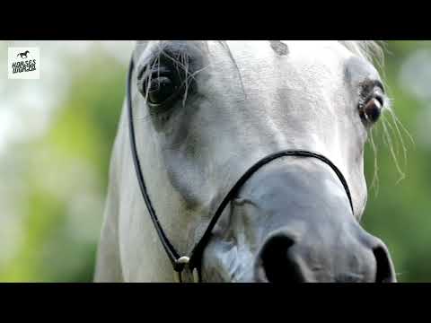 Arabian Horse PATHOS - Alihandro x Palmeta