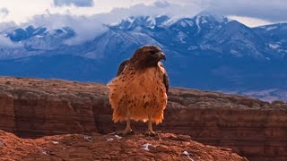 Chasing Daydreams: A Cinematic Drive Through Utah's Wild Landscapes