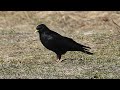 Alpine Chough - Alpendohle - Pyrrhocorax graculus