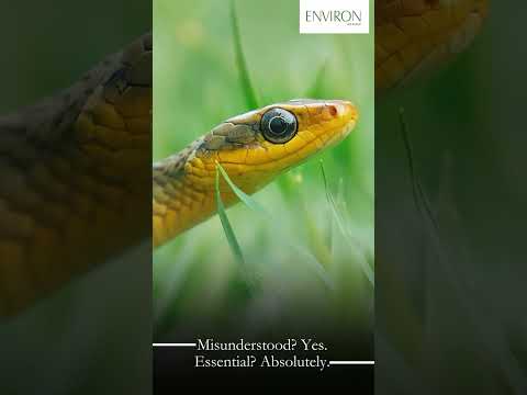 Urban Snakes: Silent Guardians of the Night #environ