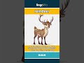 reindeer (noun) - definition and usage in English