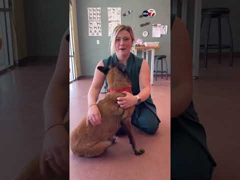 Sunday Funday: Mali the Belgian Malinois is a stray with so much to say!