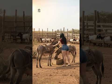 A calmaria do sertão não tem igual 🌻| FLOR DO SERTÃO