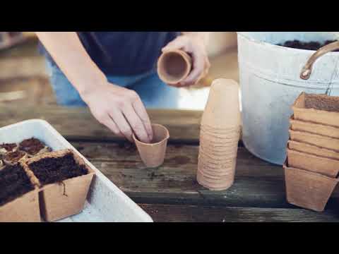 Gartln mit Starkl: Tipp - So züchtet man Schnittblumen selbst