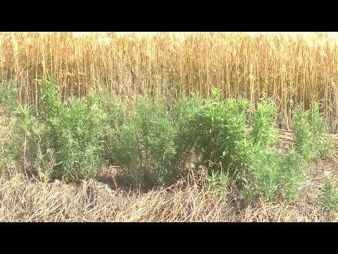 Control de malezas en el sureste de Santiago del Estero y noroeste de Santa Fe con Bertoli Varrone