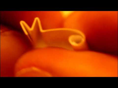 How to make the perfect M Filter Tip Roach